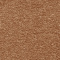 Noisette