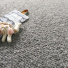 Moquette naturelle en laine Wooly - Gris feutré en pure laine vierge avec peluche dromadaire et tissage bouclé épais